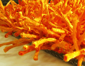 Оранжевый ковер в детскую длинноворсовый Шегги TW orange